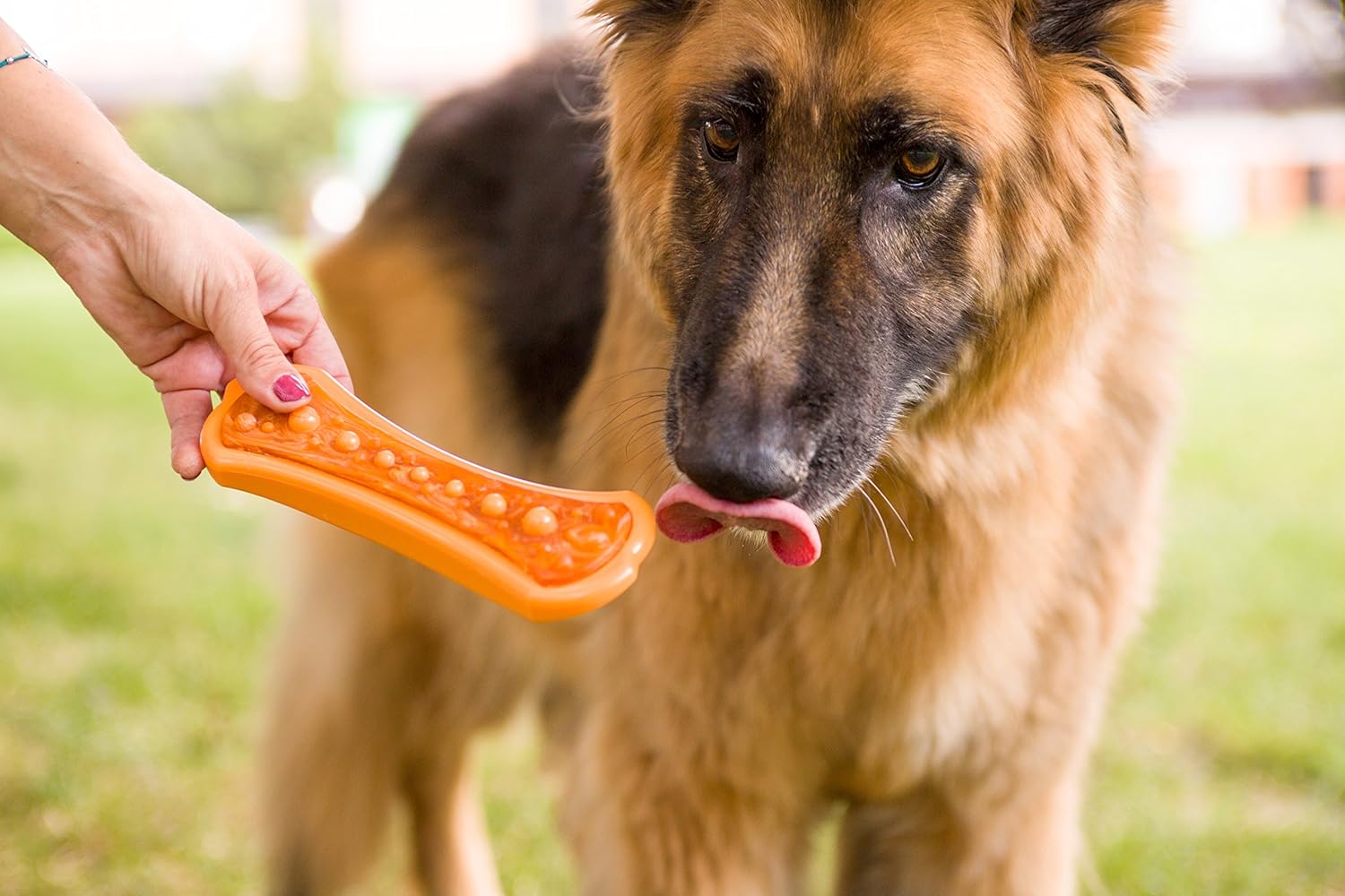 Pet Supplies : Pet Chew Toys : Hartz Chew 'n Clean Dental Duo Bacon Flavored Dental Dog Chew Toy and Treat - Large, Colors may vary : 