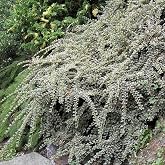 8-12&rdquo; Tall Cotoneaster Horizontalis Variegata, 1-2 Year Old Plant