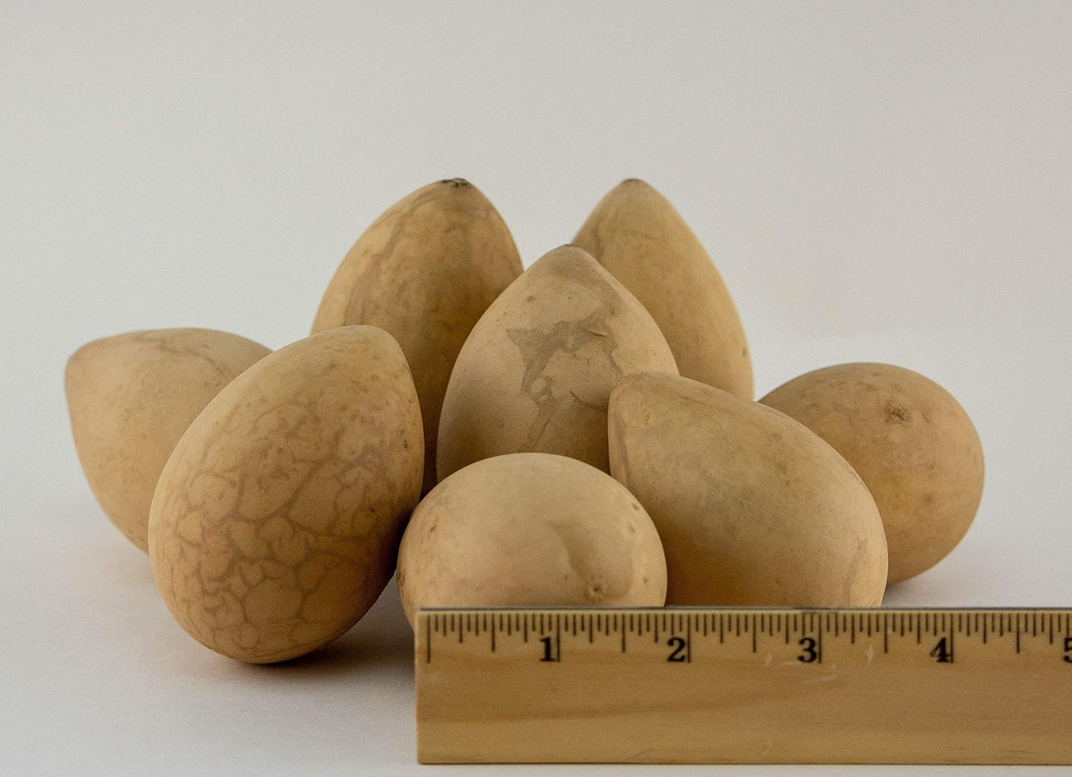 Dried Egg Gourds for Crafting box of 50 Handmade