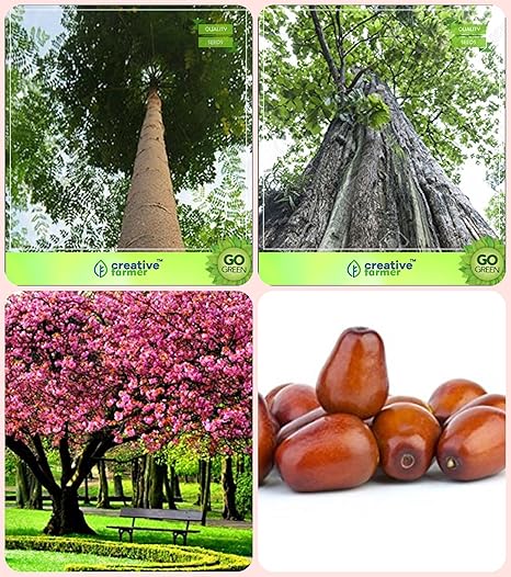 Creative Farmer Tree Seeds Plant Malabar Neem -Plywood Tree,Teak Seeds,Peach,Plum Combo For Home Garden Timber Species & Timber Species/Shade Tree & Fruit Seeds Seeds