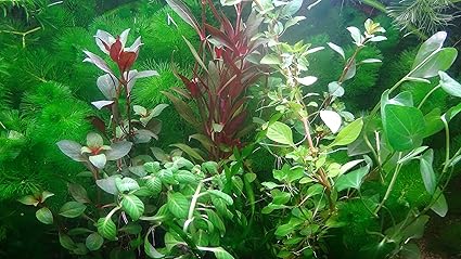 Are Live Plants Good For Fish Tanks are live plants good for fish tanks