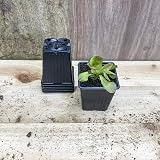 Bosmere Replacement Vegetable Pots 9cm Square Black Pack of 18 Seedling Trays view 4