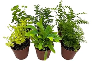 BubbleBlooms Fern Variety Assortment, 6 Different Ferns in 2 inch pots Tiny Mini Pixie Plants