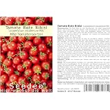 Rote Ribisl Tomatensamen BIO – 20 Stück – Buschtomate Mit Süßen Früchten