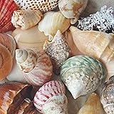 Tumbler Home Polished Sea Shells – Sizes 2.25” to 4” - Approx. 20 Beach Shells in Mixed Colors – 1.75 Lb Nautical Beach Décor