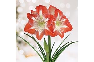 GSB GARDEN STATE BULB Garden State Bulb Minerva Amaryllis Flower Bulbs, 26/28cm (Bag of 3)