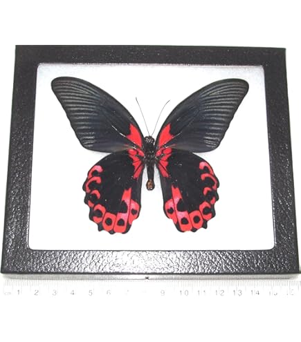 Amazon.com: BicBugs Graellsia isabellae MALE green red spanish