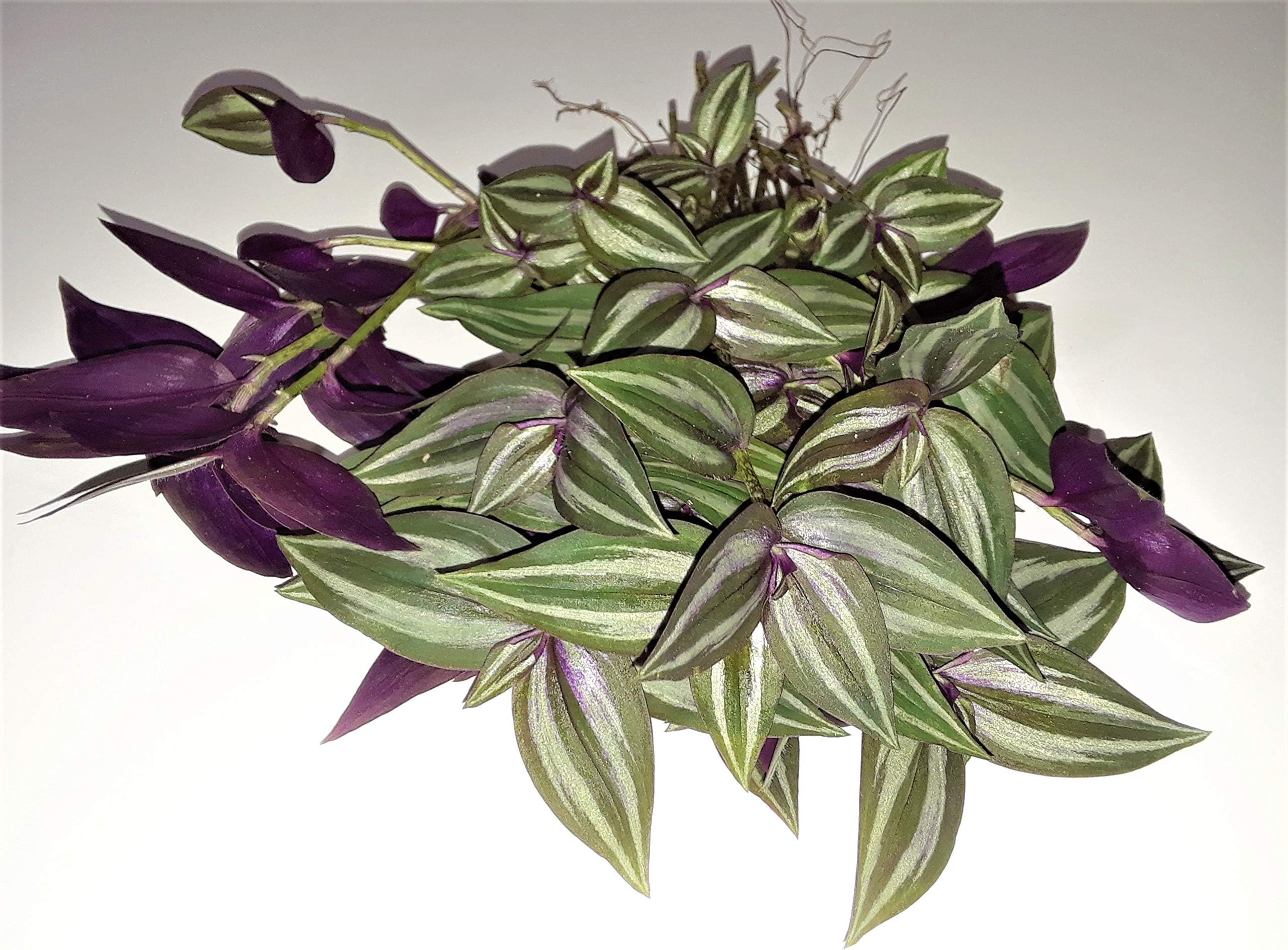 Wandering Jew Tradescantia Zebrina 20 un-Rooted cuttings per Pot!! from Amazingflgarden