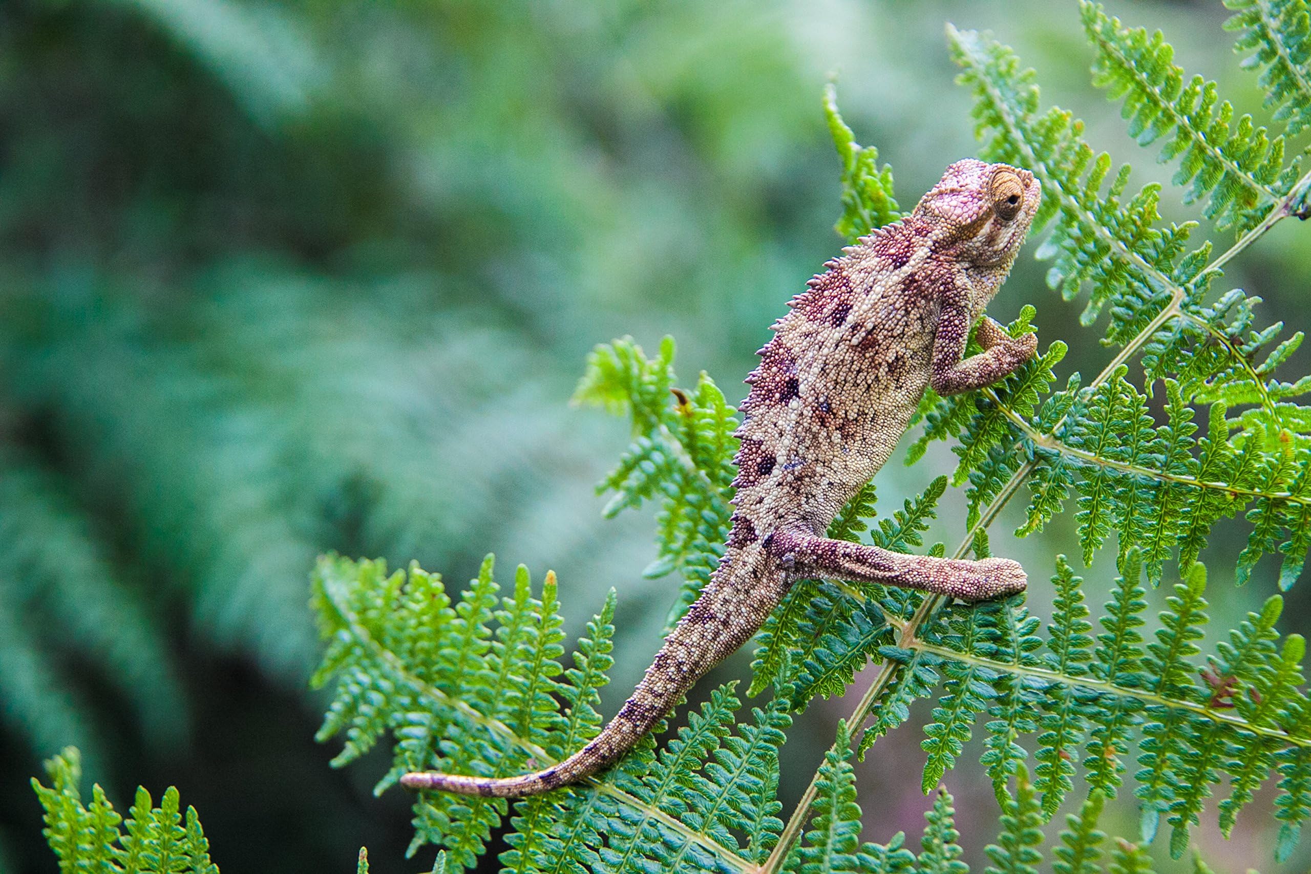 Chameleon Lizard