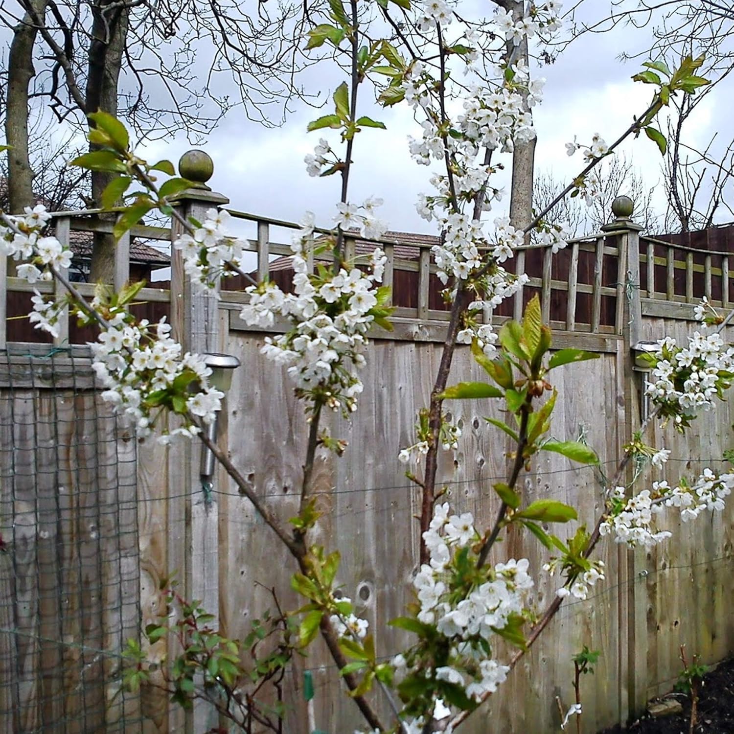 Cooking Sweet Cherry Tree Garden Fruit Tree Gisela Semi Dwarfing Prunus Avium Stella 4 5ft Plants Seeds Bulbs Garden Outdoors Umoonproductions Com