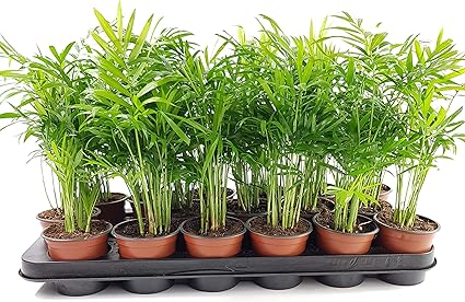 Areca Palme Goldfruchtpalme 3 Stuck Topfgrosse 9 Cm A1 Qualitat Amazon De Garten