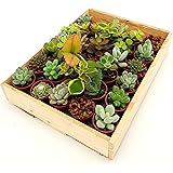 Mini sukkulenten Mini sukkulenten