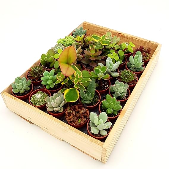 Mini-Sukkulenten im 3,5cm Topf - incl. Holzkiste, 30 Pflanzen