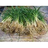 New and Healthy Standard MONDO GRASS -- 100 bare-root starts -- Border Plant -- Groundcover