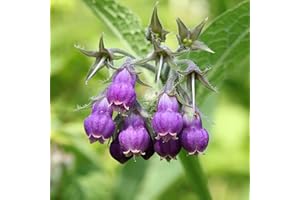 Outsidepride Comfrey Seeds - 100 Pcs. Perennial, Drought-Tolerant & Low Maintenance, Herb Seeds for Planting Tall, Vibrant Bell-Shaped Purple Blooms for Versatile Uses & Pollinator Gardens