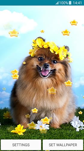 ライブ壁紙 ポメラニアン Amazon Co Jp Appstore For Android