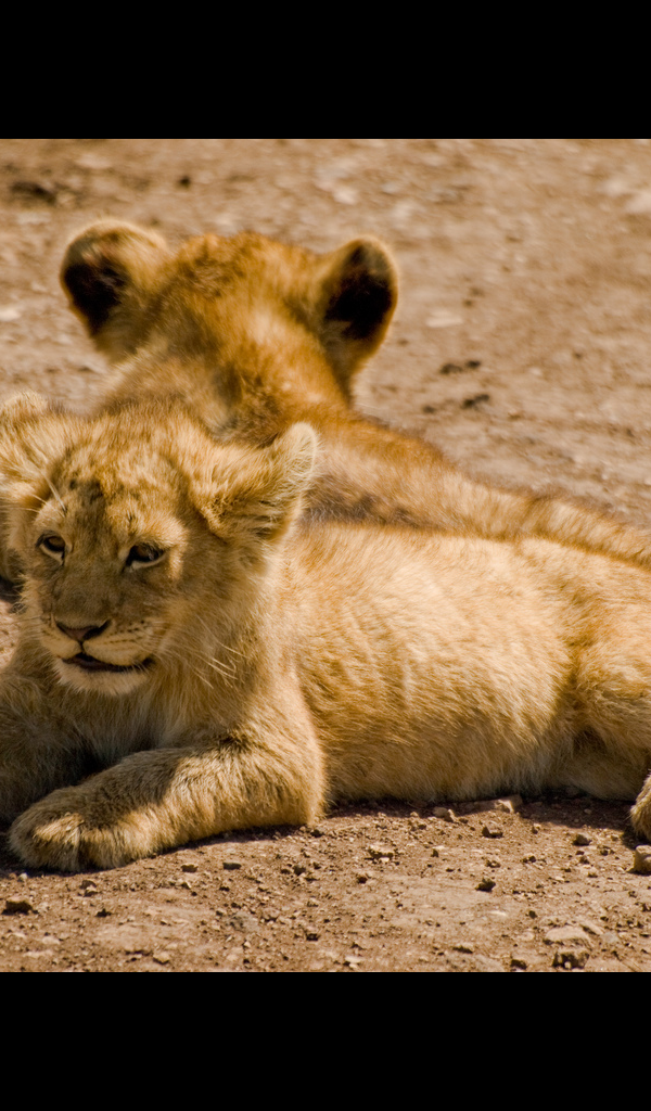 Baby Lion Cub Wallpaper HD Wallpapers of Baby Lion Cubs!Amazon.co
