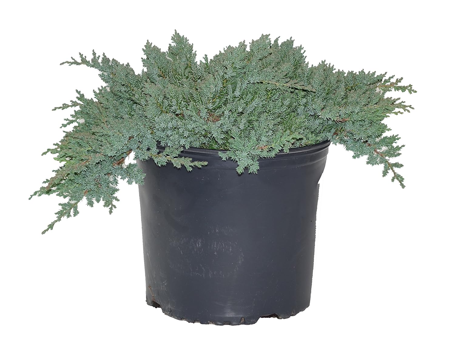 Bar Harbor Evergreen Creeping Juniper Juniperus hor 2 Size Container Patio, Lawn & Garden