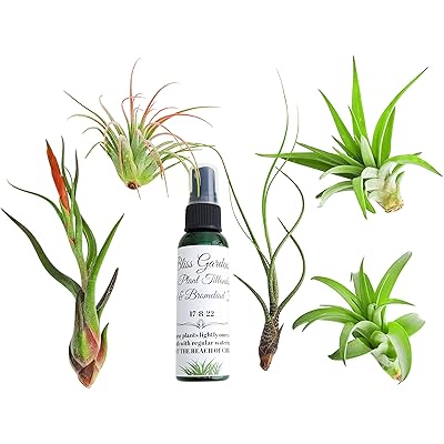 6 pc Large Air Plant Tillandsia Lot, Includes 5 Jamaica | Ubuy