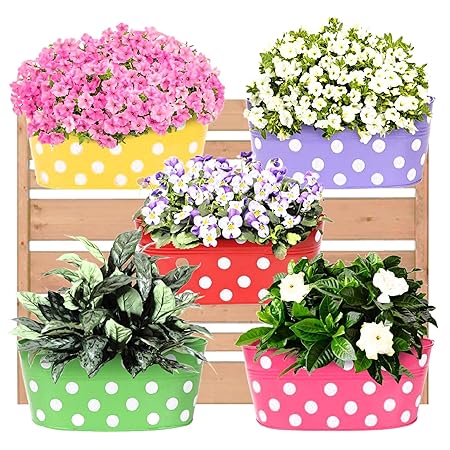 Leafy Tales Muticolor Metal Rust-Free Hanging Planter - Set of 5 (Oval - Red, Green, Yellow, Pink, Purple)