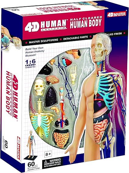 human body anatomy model toy