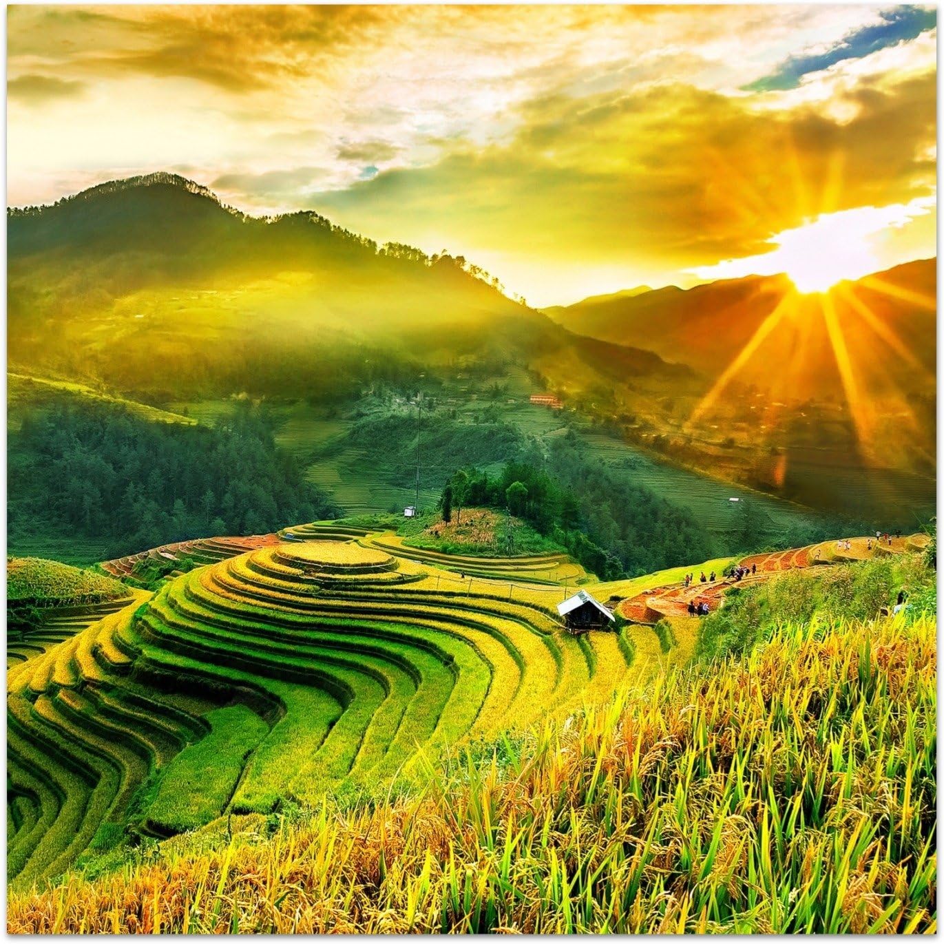 Real glass print wall art by DekoGlass "Rice Fields" 100x100 cm ready to hang frameless picture