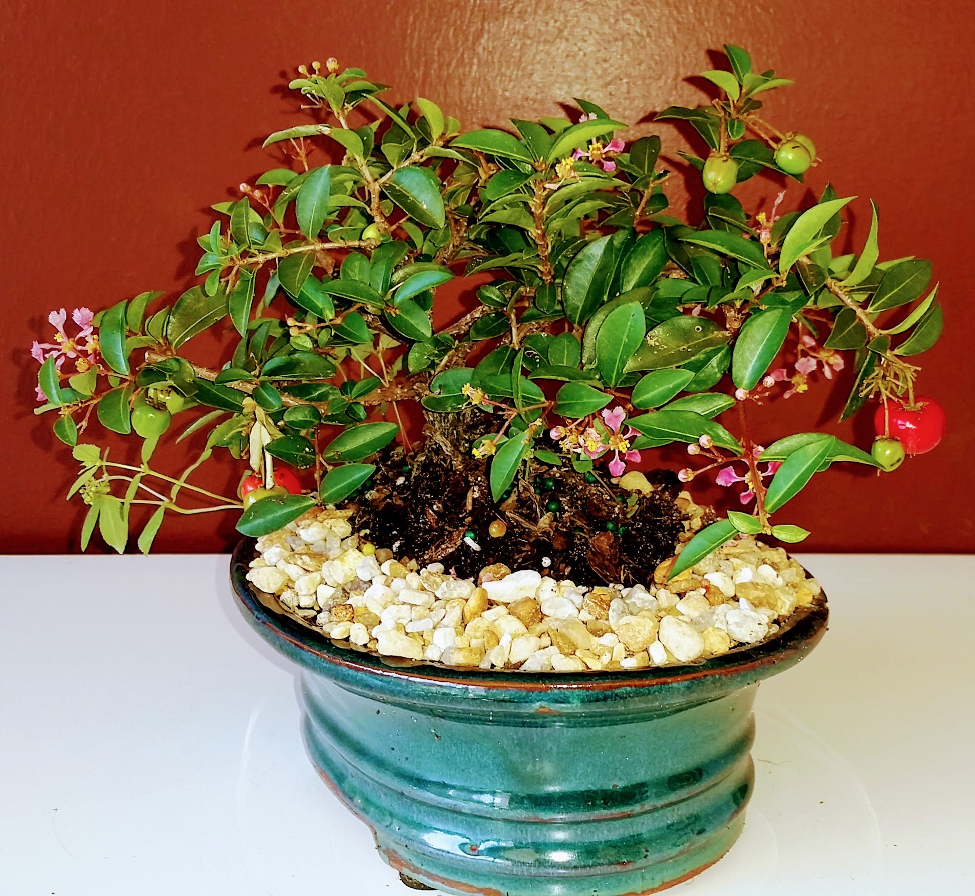 Bonsai Boys Flowering Dwarf Weeping Barbados Cherry Bonsai Tree Medium |  Desertcart Aruba