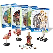 ANATOMY FOR BEGINNERS 4枚セット 4 Pack - Anatomical Poster Set - Laminated - Muscular