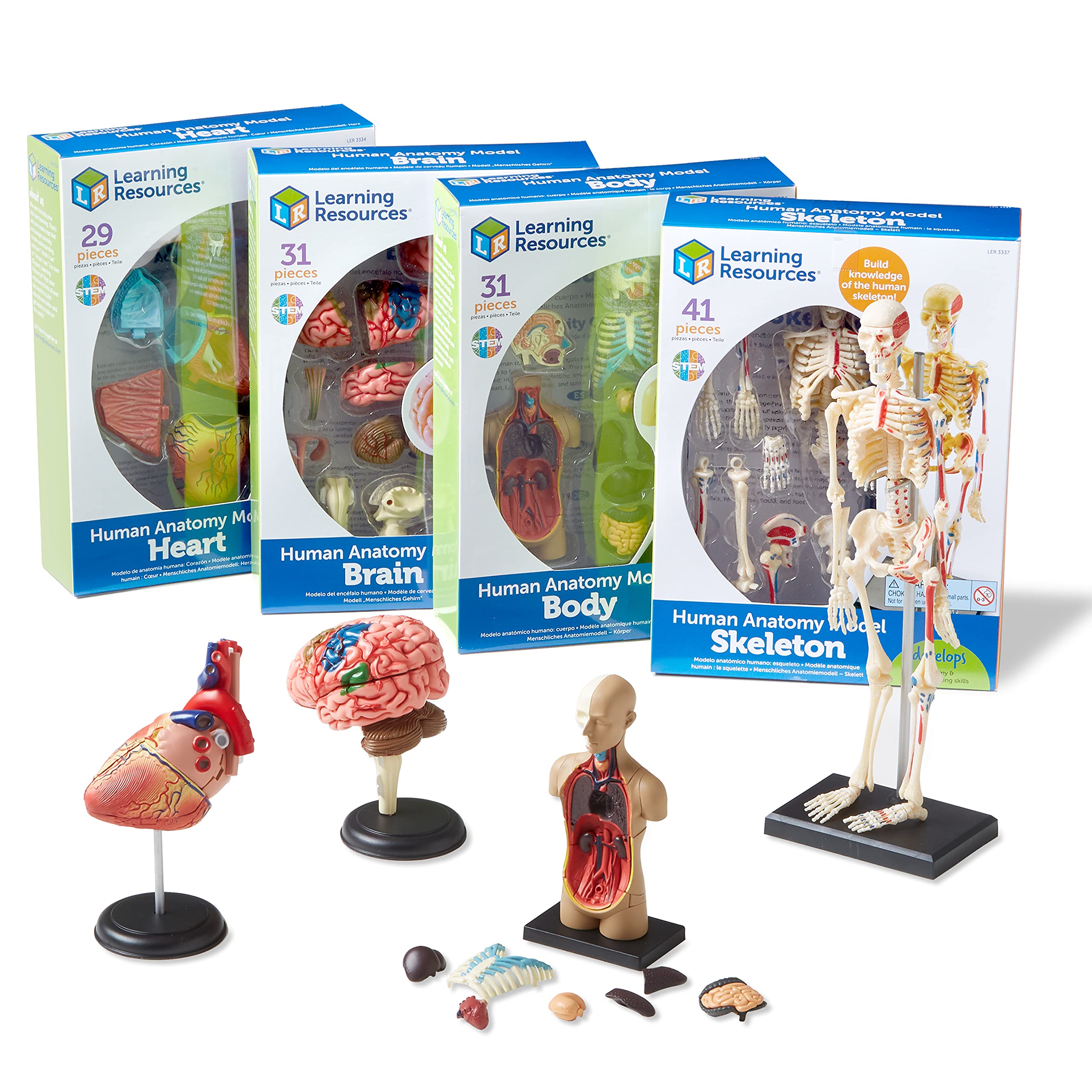 Photo 1 of Learning Resources Anatomy Models Bundle Set, Brain, Body, Heart, Skeleton, Classroom Demonstration Tools, Teacher Accessories, Grades 8+, Ages 3+