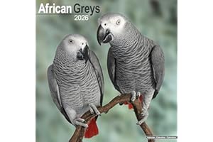African Greys Calendar 2026 Square Bird Wall Calendar - 16 Month