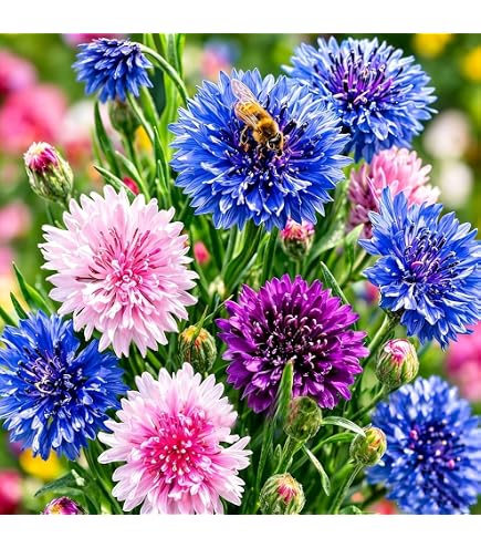 Amazon.com : Sow Right Seeds - Polka Dot Mix Cornflower Seeds for