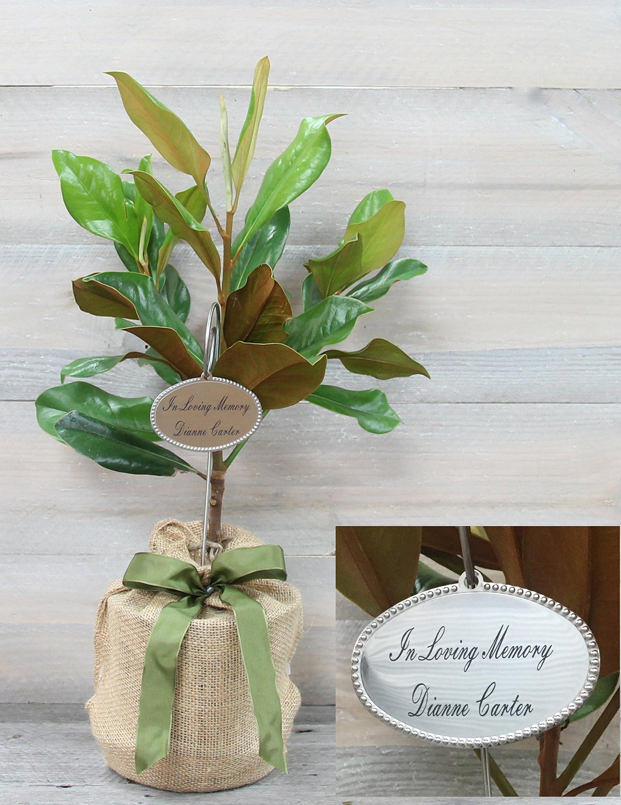 Southern Magnolia Sympathy Gift Tree by The Magnolia Company with a Personalized Stainless Steel Engraved Tag - Send a Meaningful Gift with Fragrant White Flowers - Can Not Ship to California