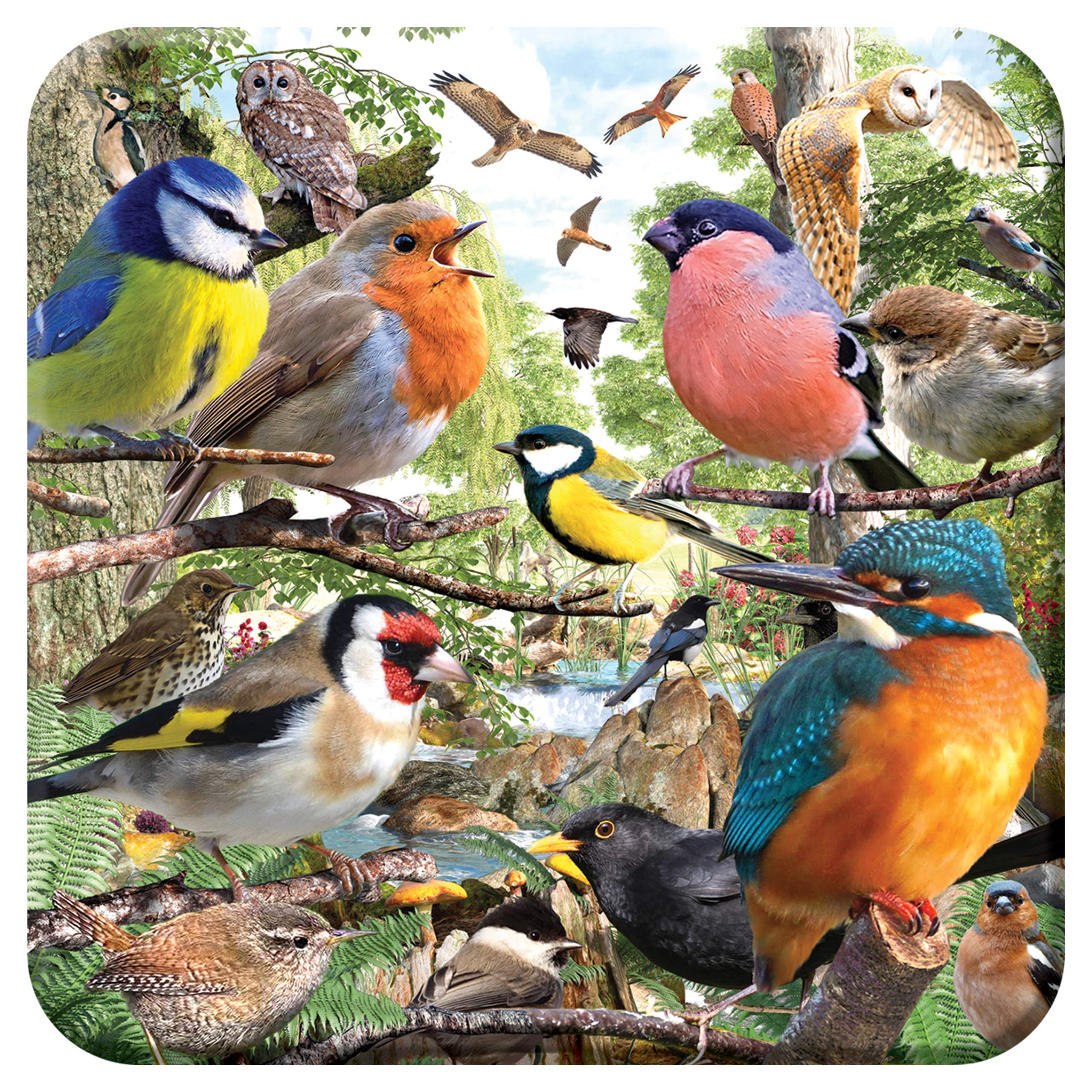 3D LiveLife Cork Coaster - Nature's Home from Deluxebase. Lenticular Bird Drink Coasters. Funny Gifts for Women and Men. Cute Novelty Kitchen Gift Ideas and Decorative Home Accessories