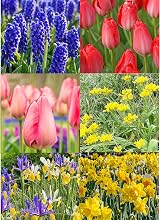 GreenBrokers 101 Promo Pack Bulbs – Premium Dutch Bulbs Variety view 6