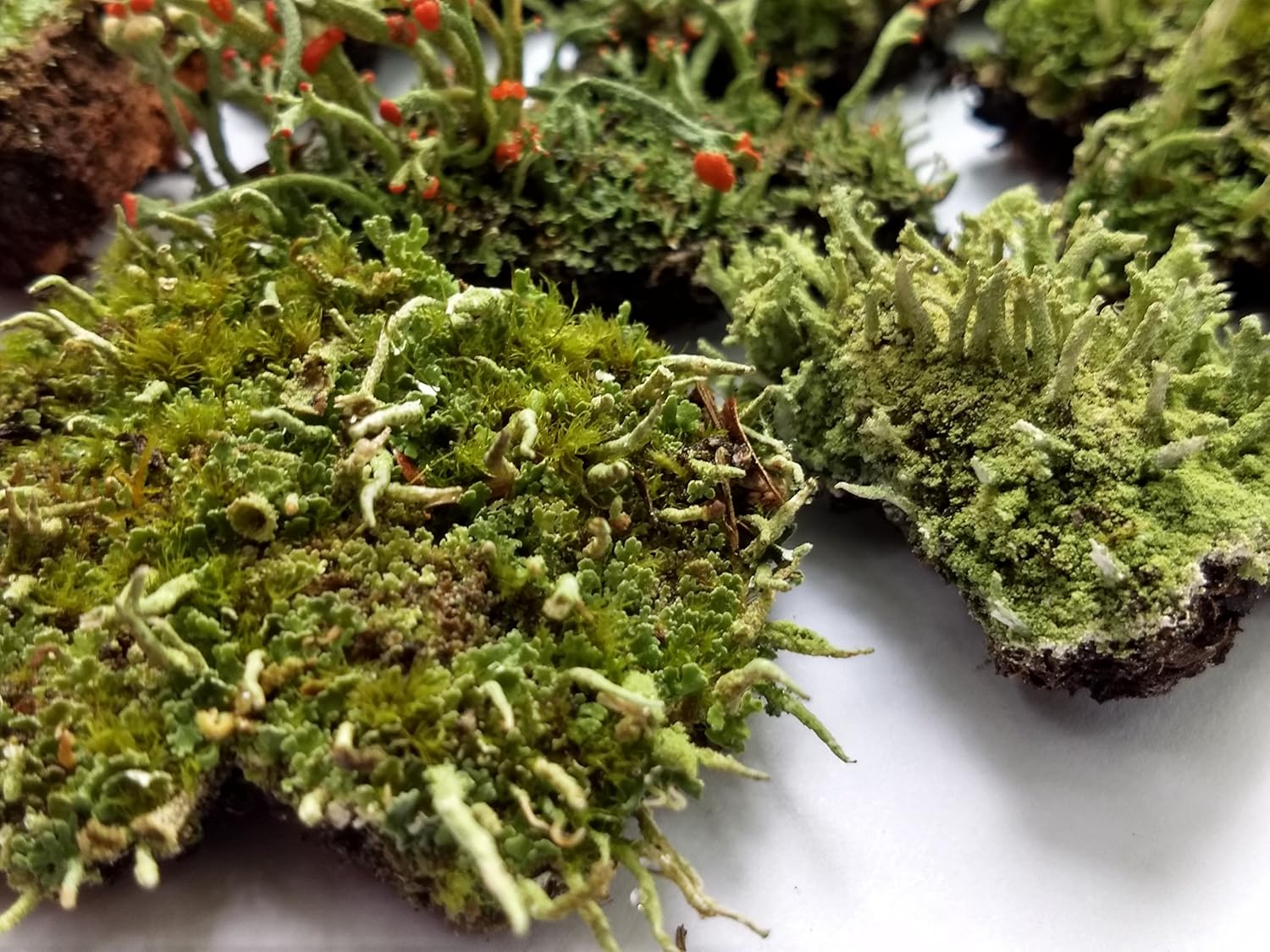 Tin Roof Treasure Super Fairy Garden Assortment Moss and Lichen for Terrarium, 6"x9" Bag: Garden & Outdoor