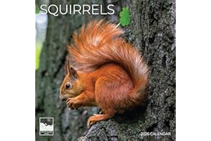 Squirrel Wall Calendar 2026 | 12" x 24" Open Calendar | Animal Photography Thick & Sturdy Paper for Planning | Office Kitchen Decor or Gift | Pacific Waters Press (Squirrels)