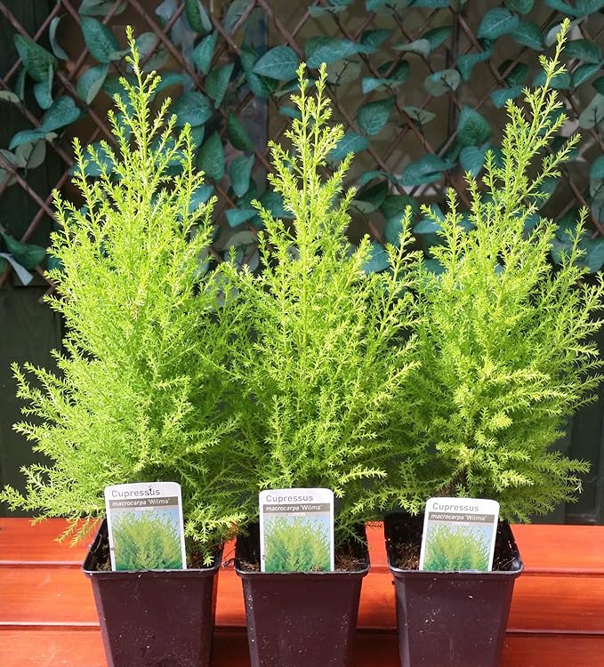 3 PACK (9cm Pots) Dwarf Conifer Cupressus Macrocarpa Wilma Shrub Hedge