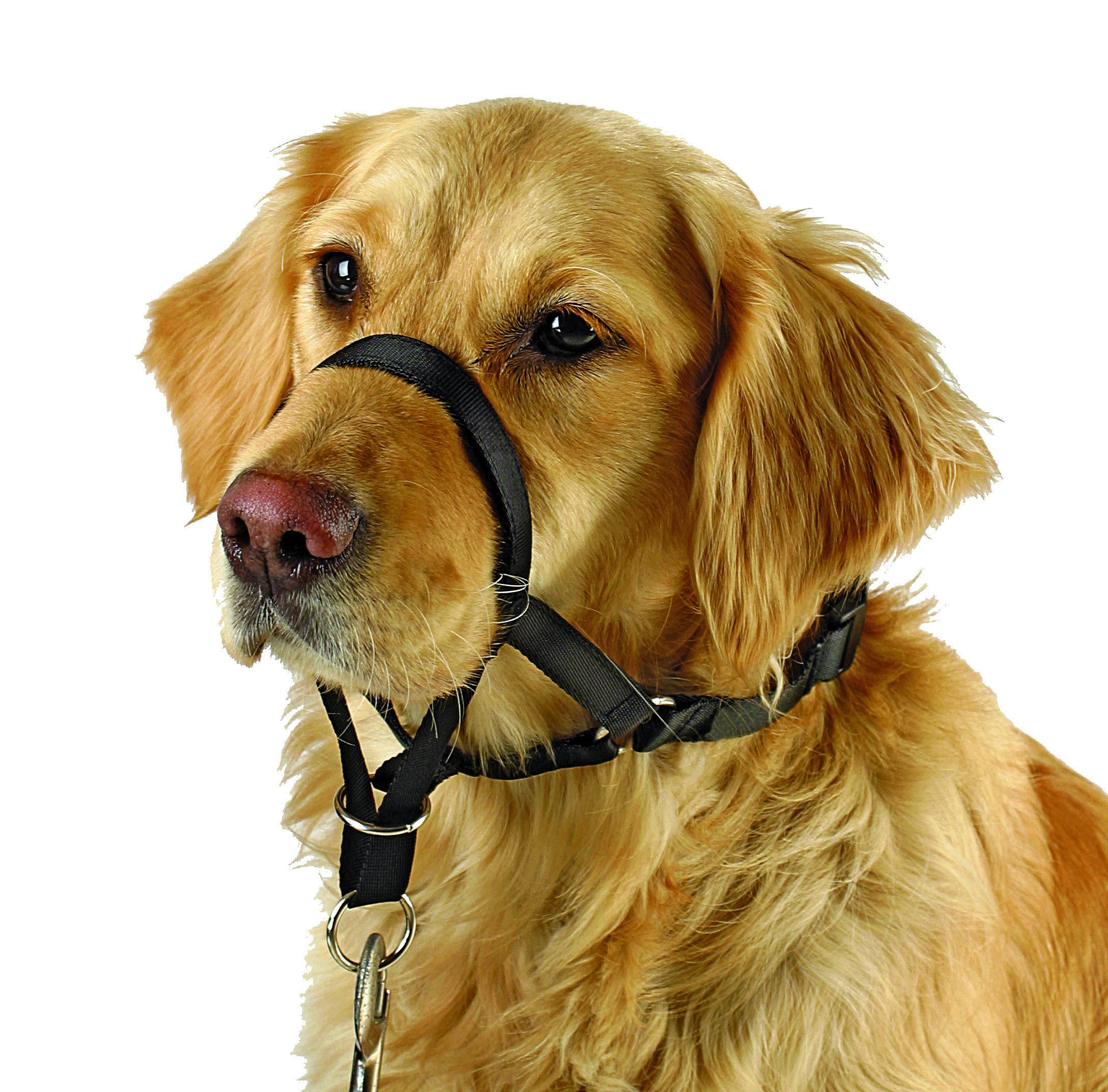 Kerbl Maxi Coach Harness, Size 3, Black