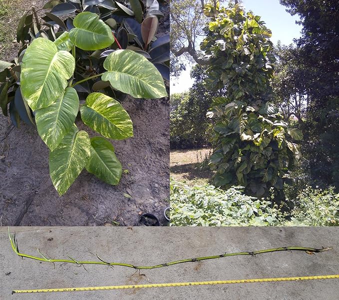 Giant Hawaiian Golden Pothos (epipremnum aureum) 6Foot