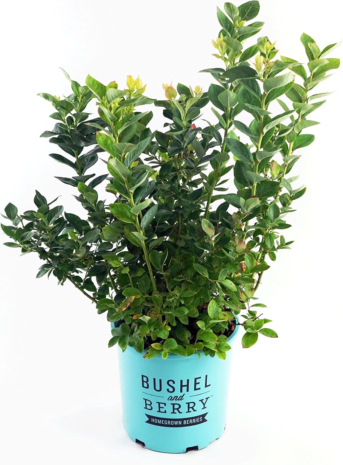Amazon Com Bushel And Berry Vaccinium X Peach Sorbet