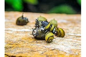 Aquatic Arts 3 Live Zebra Thorn/Horn Nerite Snails | Nano Tank Snail | Safe with Betta/Tetra/Guppy Fish or Dwarf Shrimp Aquariums, 3-Snail
