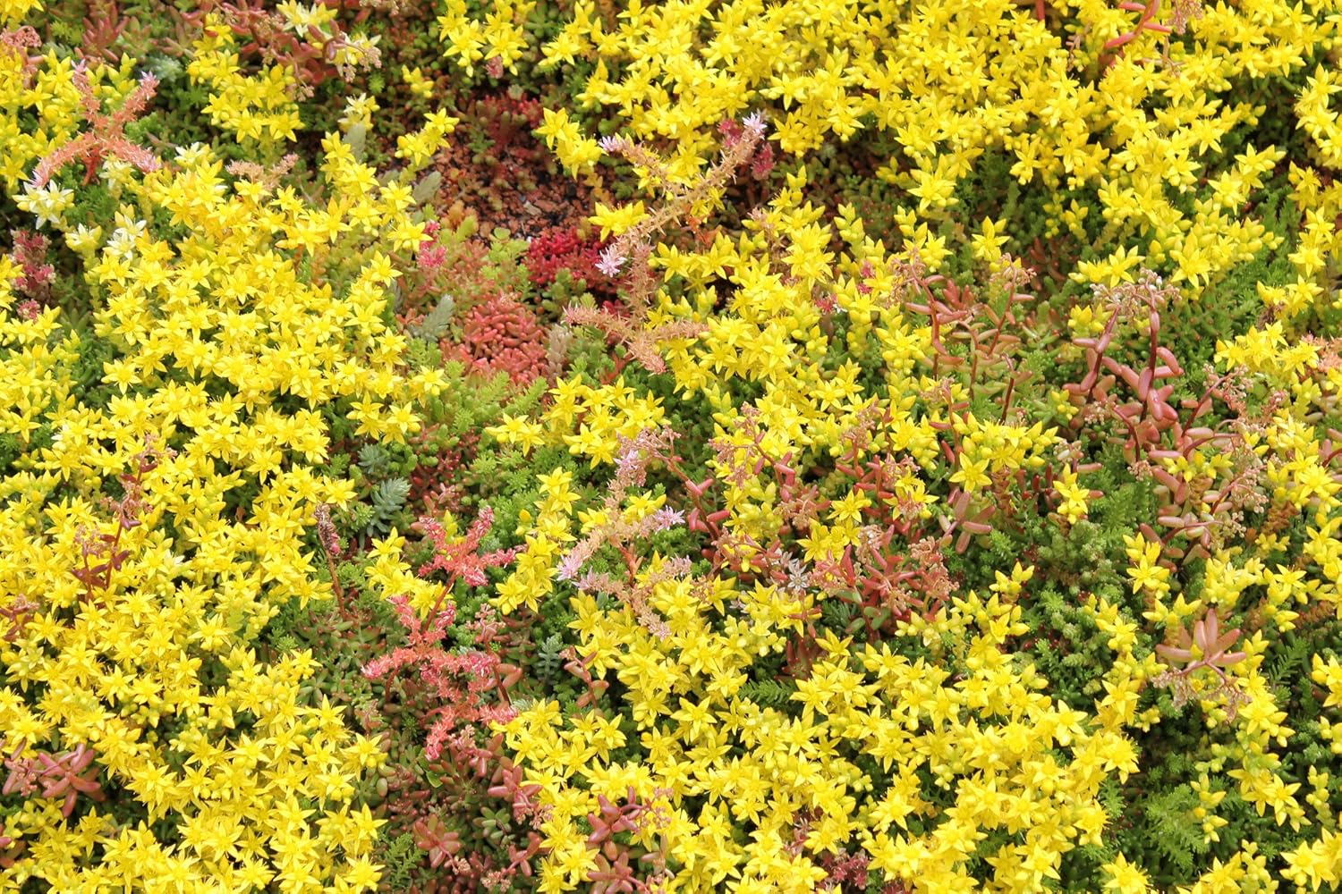 Sedum Matting 1m2 Green Roofing and Landscaping Amazon.co.uk DIY & Tools