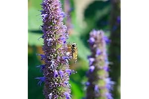 ZELLAJAKE FARM AND GARDEN Anise Hyssop- Agastache foeniculum - 200 Seeds, 1/10 gram - B42