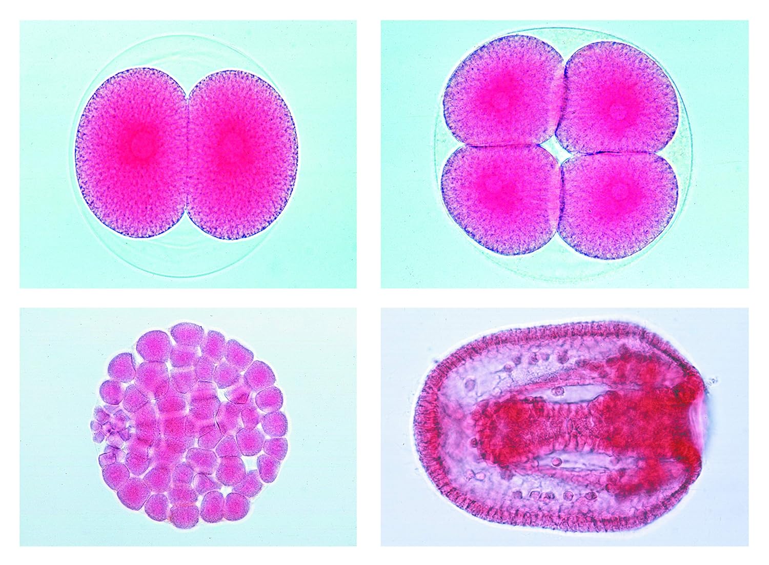 Biology Microscopy Micropräparate Series Body Building and Motion System