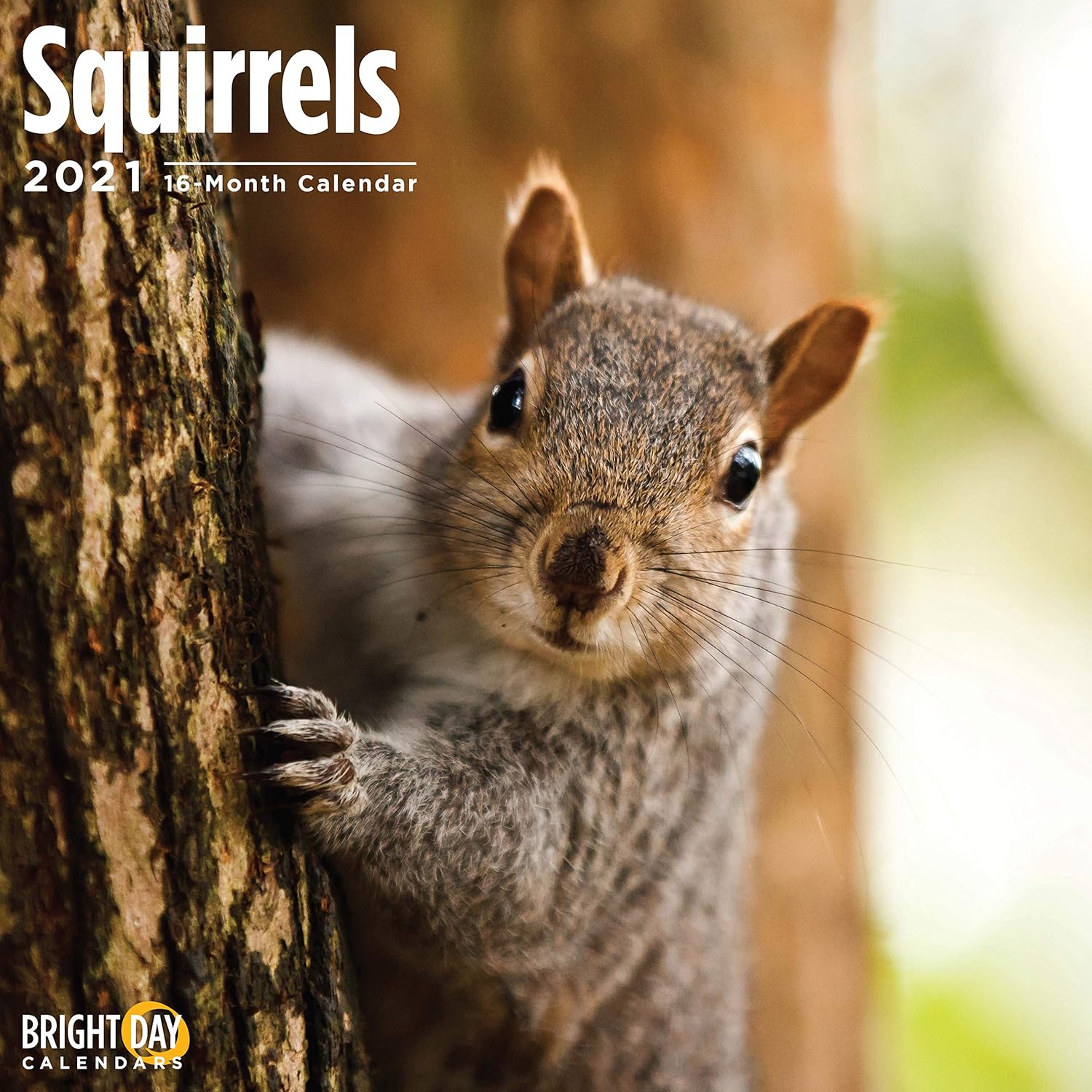 squirrel calendar 2021 Amazon Com 2021 Squirrels Wall Calendar By Bright Day 12 X 12 Inch Cute Woodland Critter Wild Animal Office Products squirrel calendar 2021