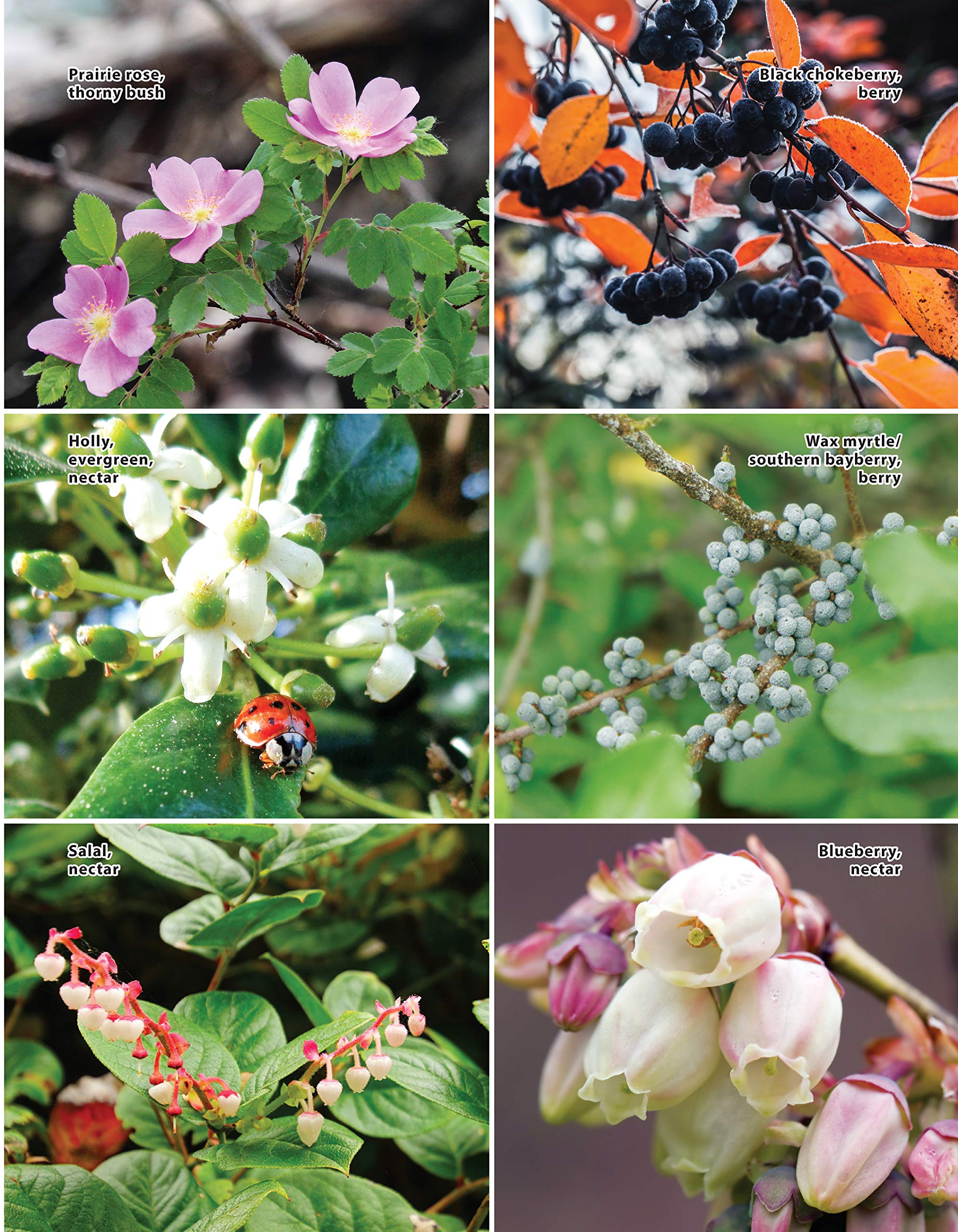 National Wildlife Federation(R): Attracting Birds, Butterflies, and Other Backyard Wildlife, Expanded Second Edition (Creative Homeowner) 17 Projects & Step-by-Step Instructions to Give Back to Nature National Wildlife Federation(R): Attracting Birds, Butterflies, and Other Backyard Wildlife, Expanded Second Edition (Creative Homeowner) 17 Projects & Step-by-Step Instructions to Give Back to Natur