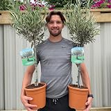 Olea Europaea Olive Tree 100-110cm | 1 Potted Patio Hardy Tree view 3