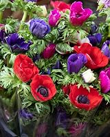 Anemone De Caen Mixed Colors Corms 20x Spring/Summer Planting 4/5 view 3