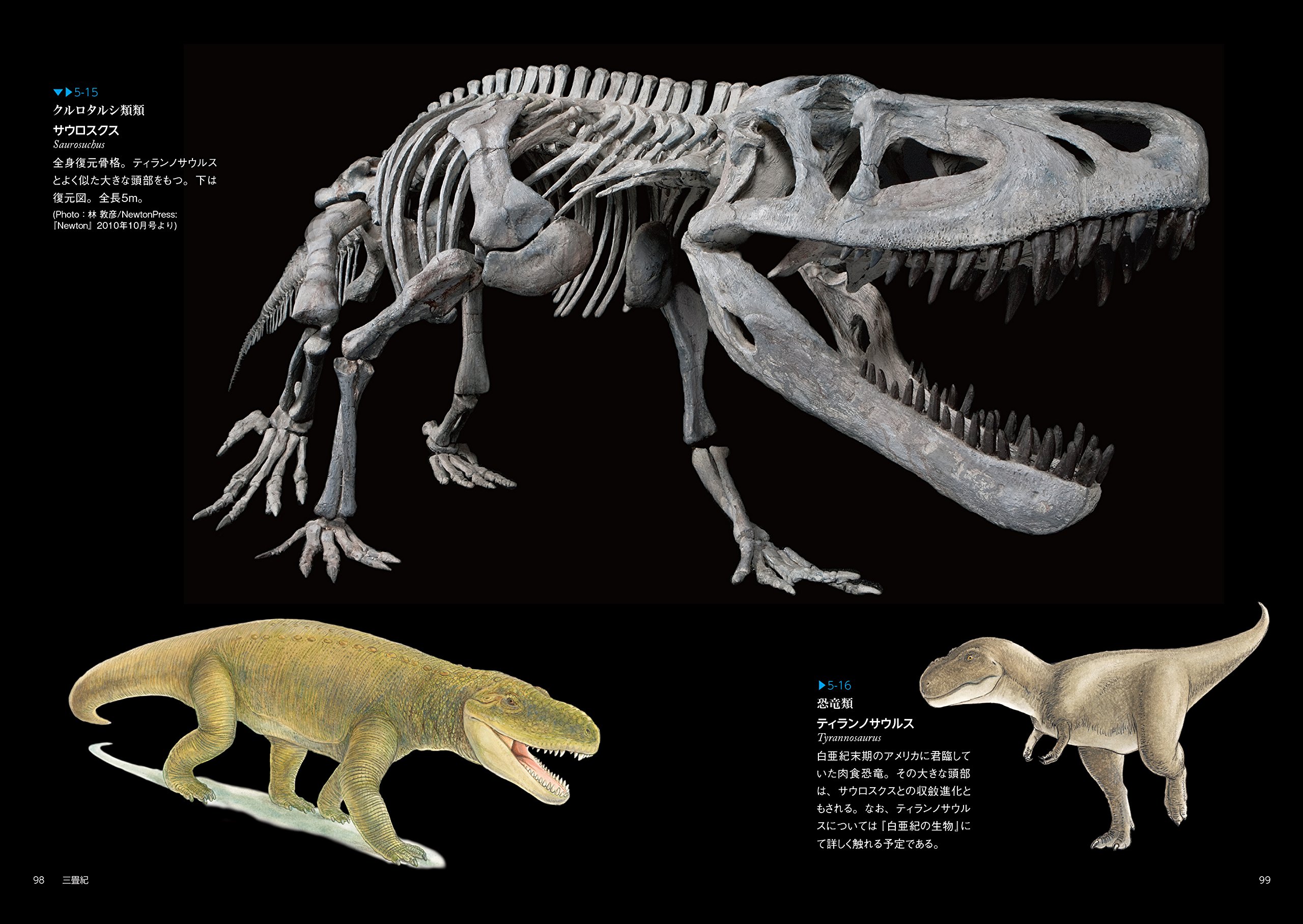 三畳紀の生物 生物ミステリー 生物ミステリー プロ 土屋 健 群馬県立自然史博物館 本 通販 Amazon