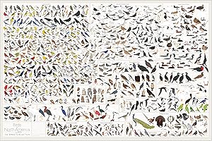Birds of North America Poster - Pop Chart Lab, 36” x 24”